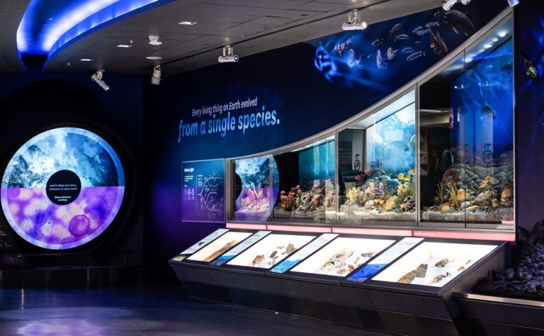Colourful interactive displays of underwater life showing evolution of animals and plant life