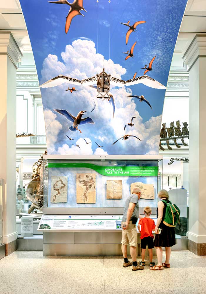 Beautiful display of prehistoric birds flying above the displays