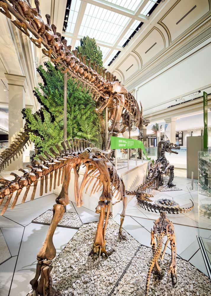 Large dinosaur skeleton displayed in the large main hall under a skylight