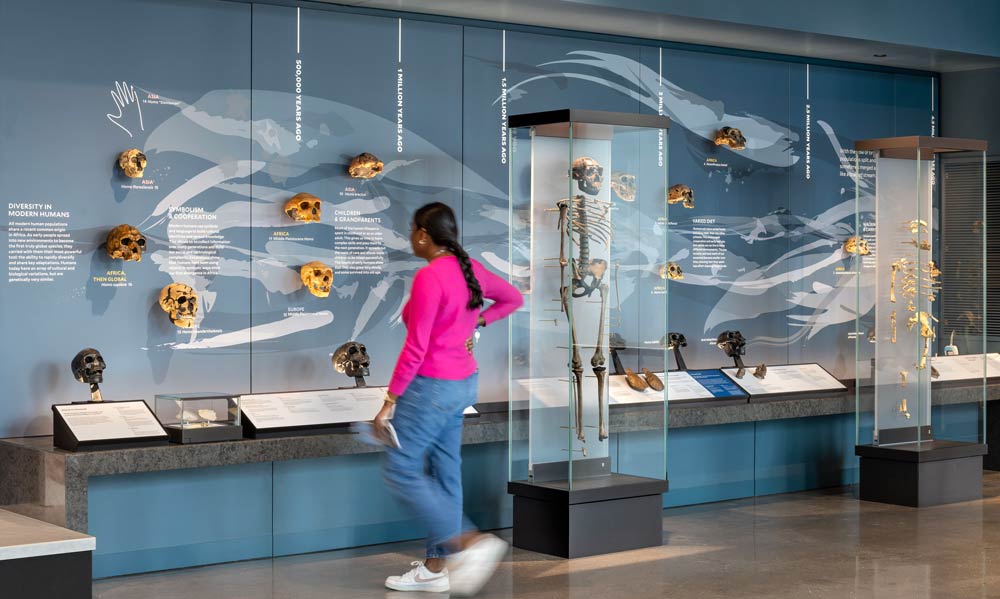 A woman looking at a display on the wall showcasing fossils  on a blue/gray coloured wall and some tactile pieces on display